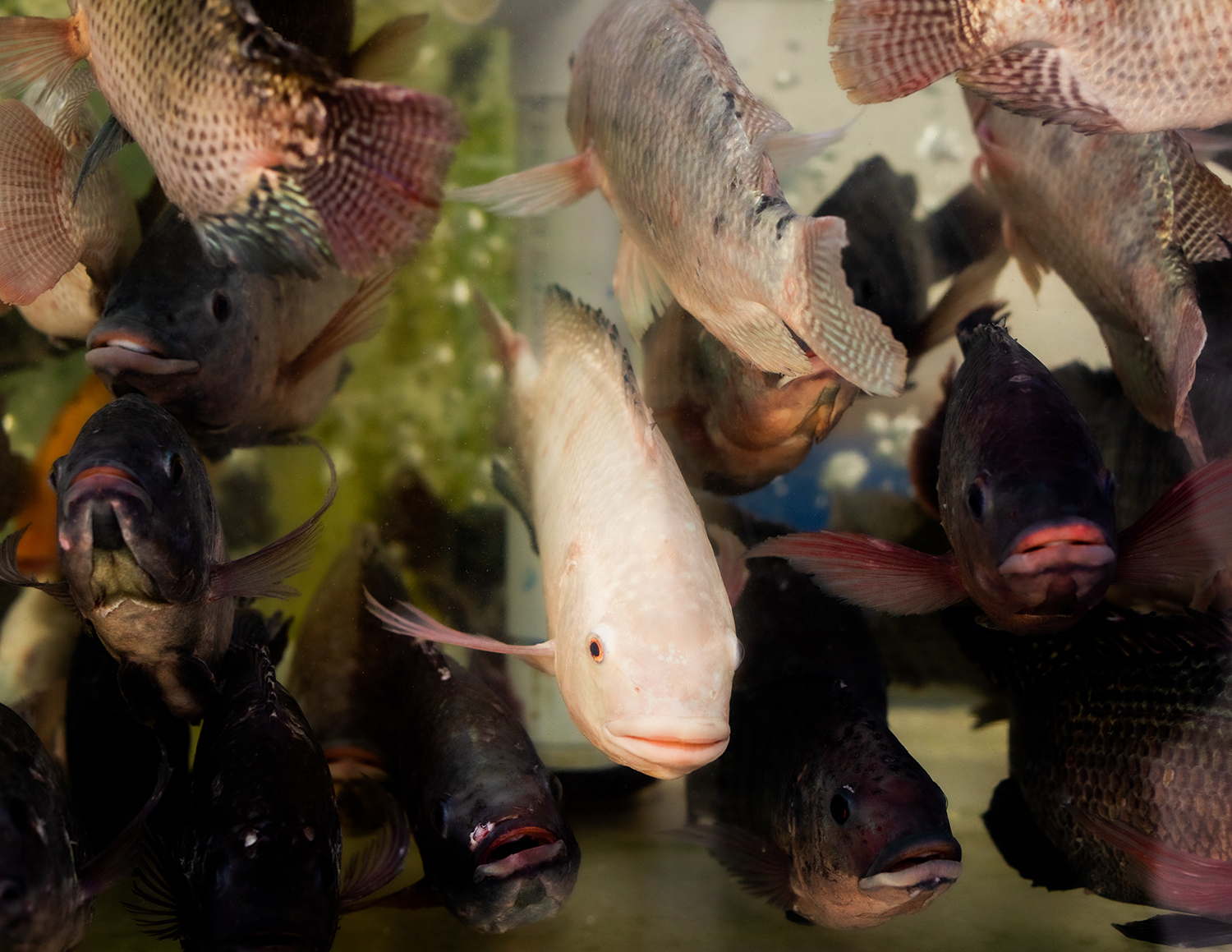 4 - White Fish - 93cc2b8d-b598-445c-8eba-fb0e515f284d.jpg